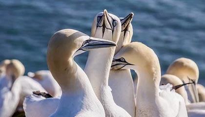 开云官方网页登录-复健神技能：快准稳助球员快速恢复，复健运动怎么做