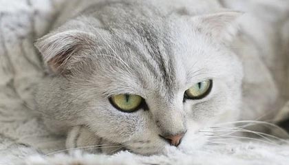 开云官方-英超豪门疯狂引援，购入顶级中场巩固争冠决心，英超落魄豪门