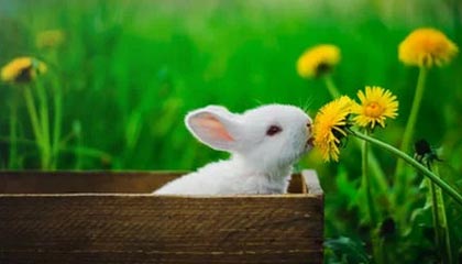 开云官方网页登录-复健神技能：快准稳助球员快速恢复，复健运动怎么做