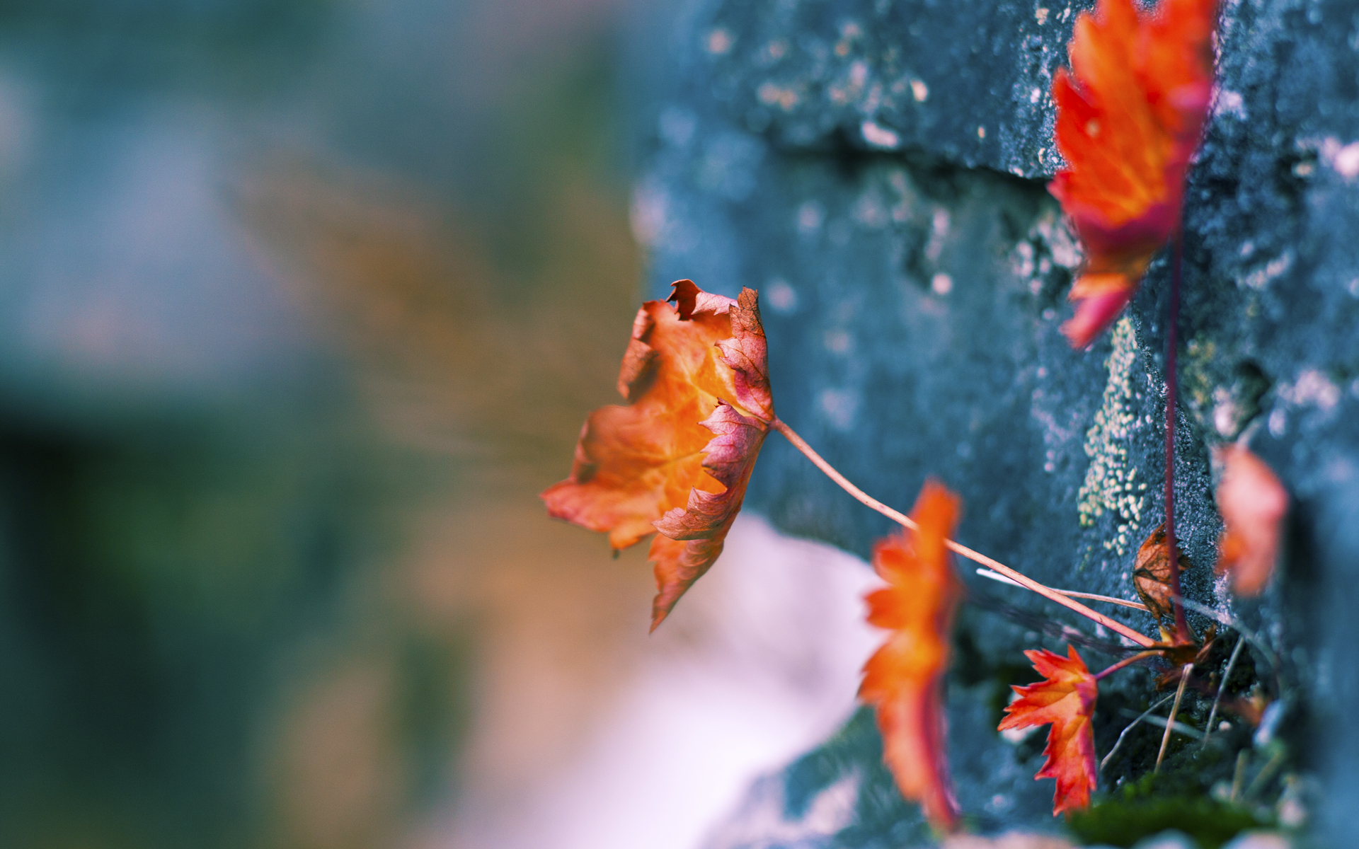 开云体育-_篮网战绩优异，领跑联盟_，篮网领袖是谁