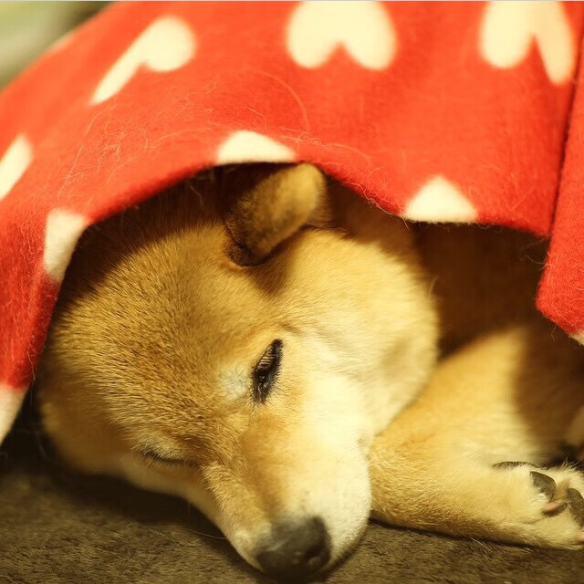 【国际赛事】代表队在世界棒球锦标赛中的表现,世界棒球协会