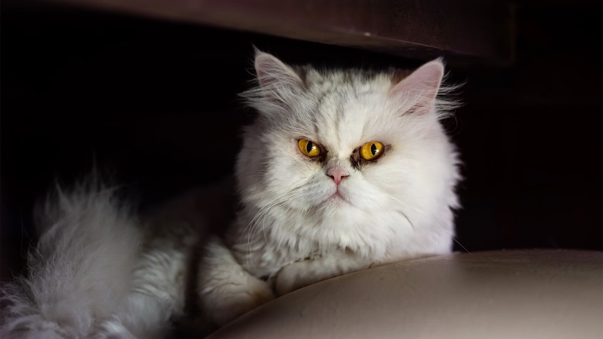 开云官方网站-今年联盟得分最多的五位超级巨星都有哪些？，全联盟得分最高