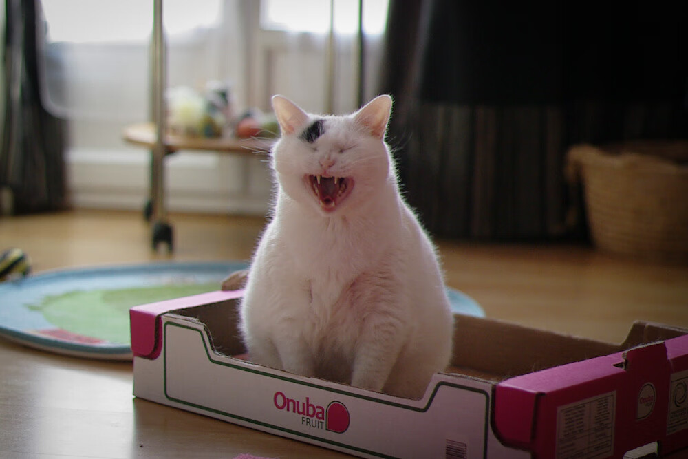 德甲青训体系渐成效，精彩表现引赞赏，德甲新人