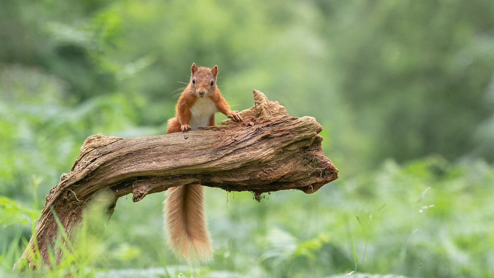 开云网页版登录入口-日本队新秀闪耀，未来可期！，日本队新帅
