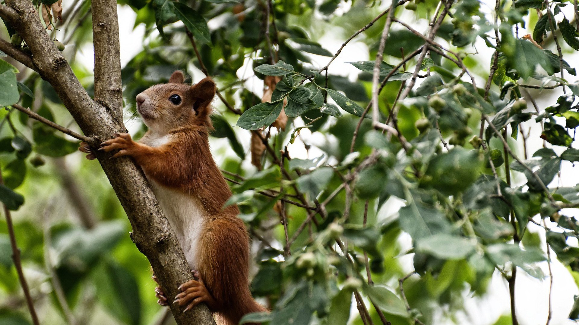 法国门将低级失误，球迷怒火中烧，法国队 门将
