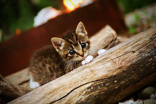 荷兰队在欧洲杯小组赛中表现不佳,最终以小组第三身份晋级淘汰赛。