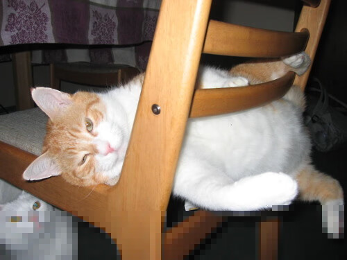 LCS战队社交媒体影响力排行，lck sb战队 百科