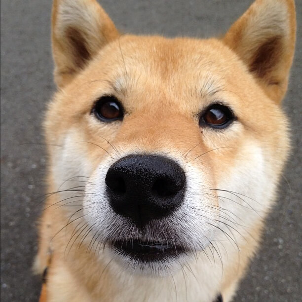 Kaiyun APP-卡昂队在最新比赛中击败对手，取得宝贵分，卡昂对阵第戎