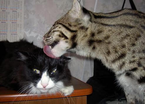 因莫比莱绝杀，拉齐奥击败热那亚，拉齐奥vs热那亚比分预测