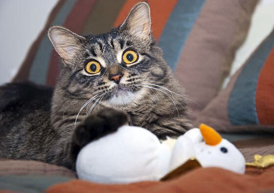 拜仁慕尼黑主场3-0战胜勒沃库森，进攻火力全开，拜仁慕尼黑2021