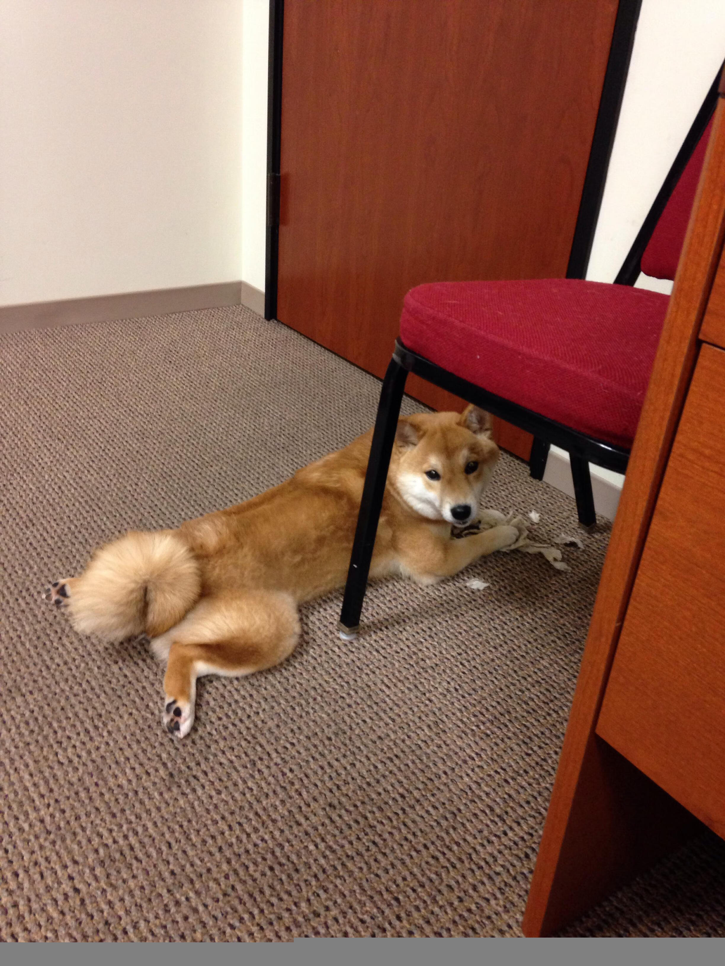 波尔多客场击败尼姆队，取得连胜，波尔多对尼奥尔