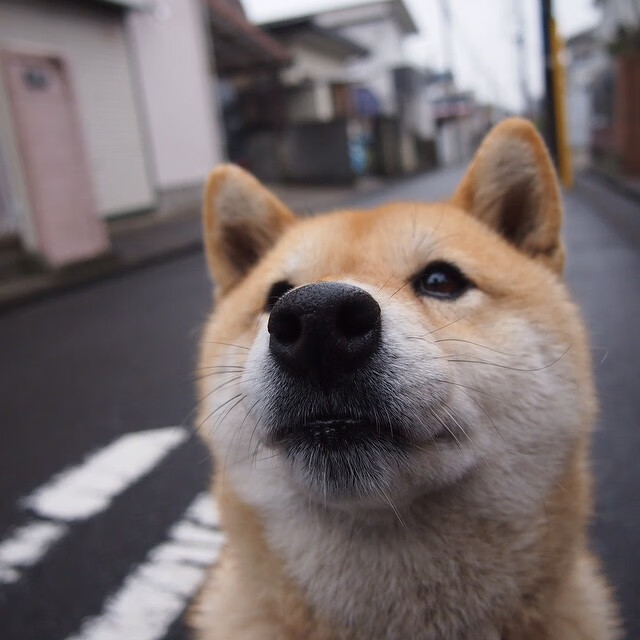 kaiyun.com-达人解密！意大利赛事奥秘解析，悬疑不断上演，意大利大奖赛赛道