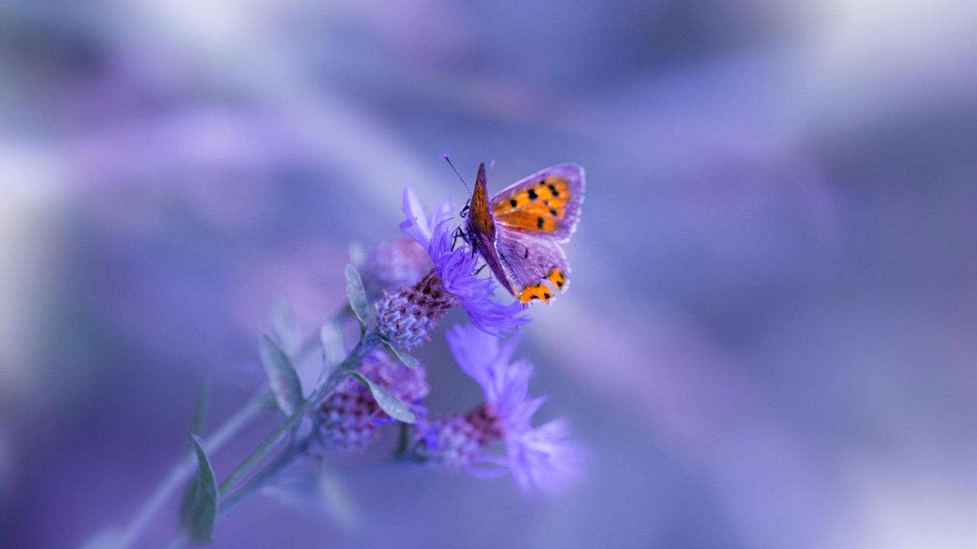 马刺队老将突然退役!荣誉殊荣!,马刺队老将突然退役!荣誉殊荣是谁