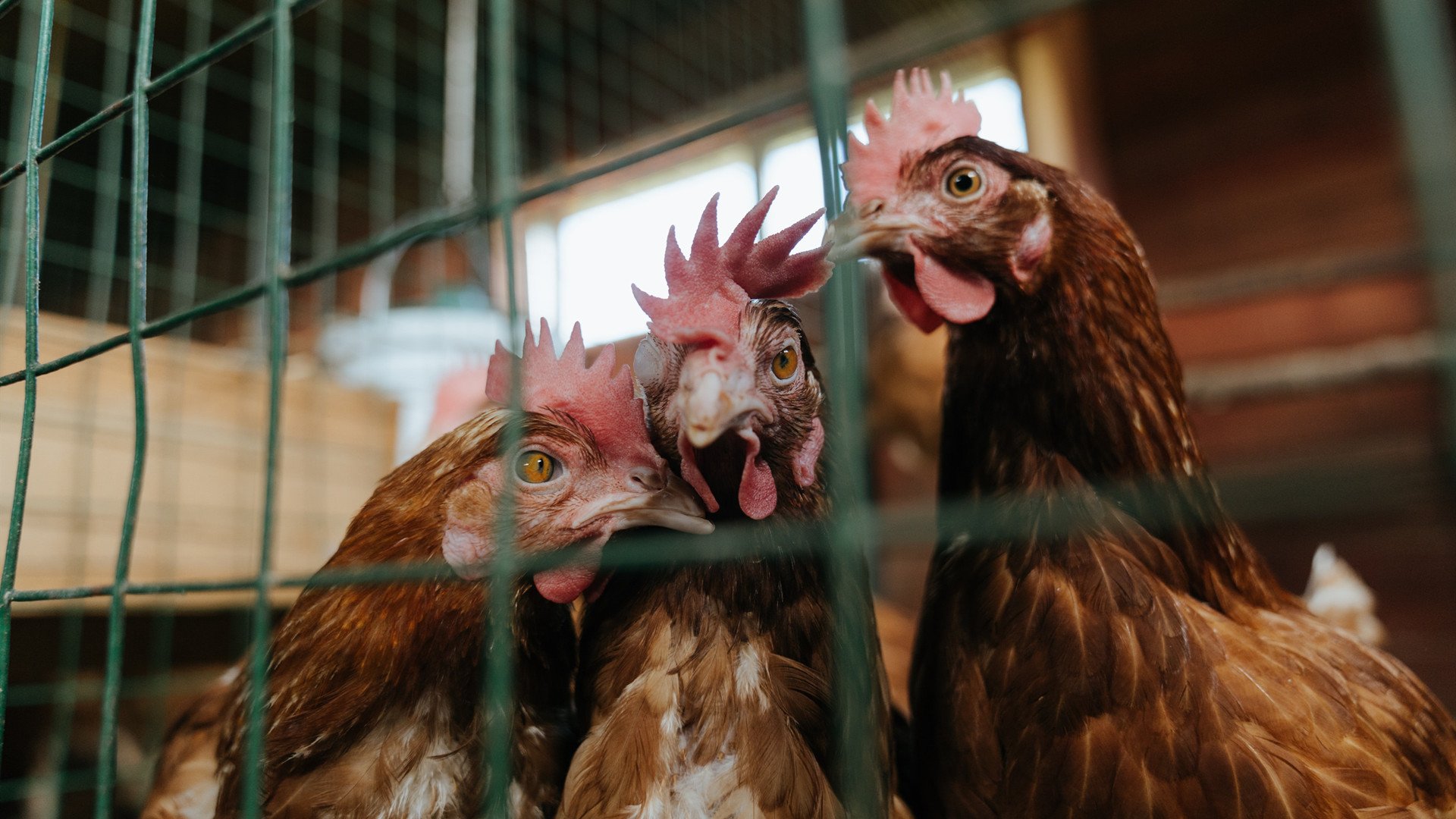 马尚表现抢眼，上海男篮再度胜出，上海男篮潜力内线