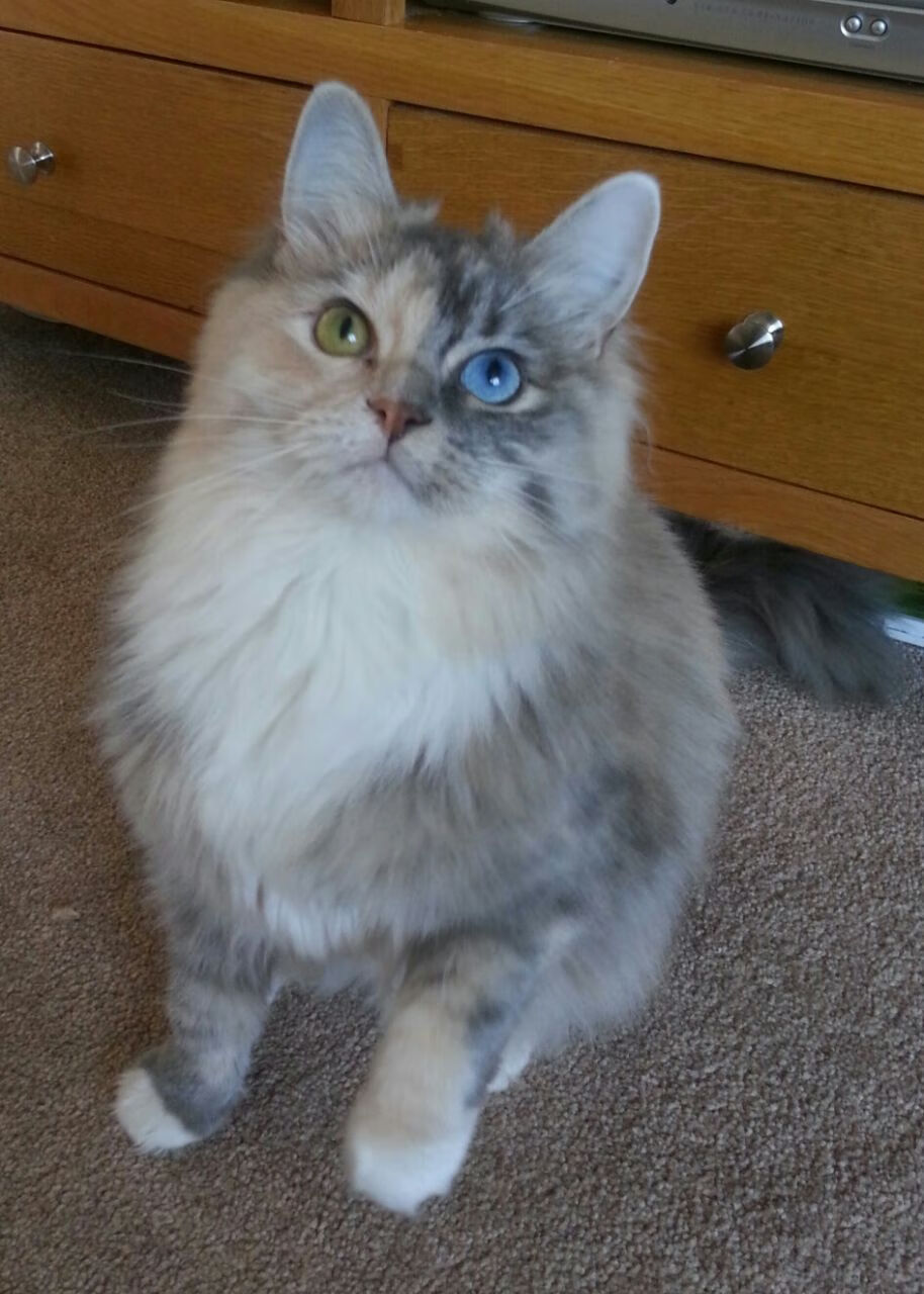 体育产业与数字经济融合发展政策实施评估，体育产业融合的效应与方式有哪些