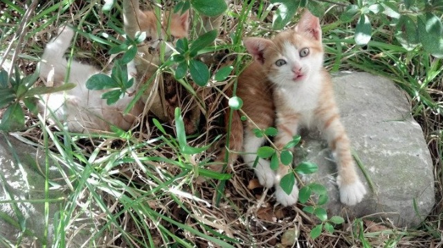 东亚杯中国青年队晋级 球员状态越来越好，中国队东亚杯冠军