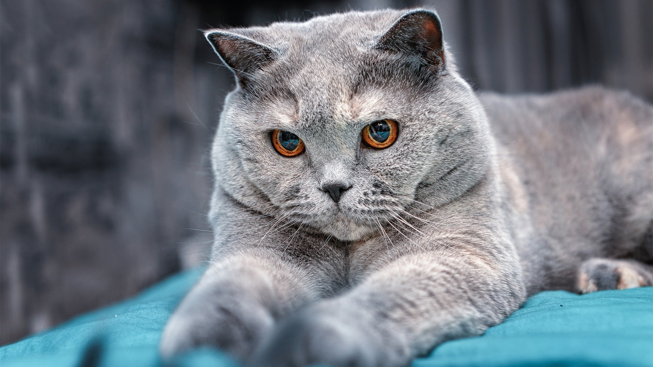 全民健身活动参与度提升,全民健身活动普及