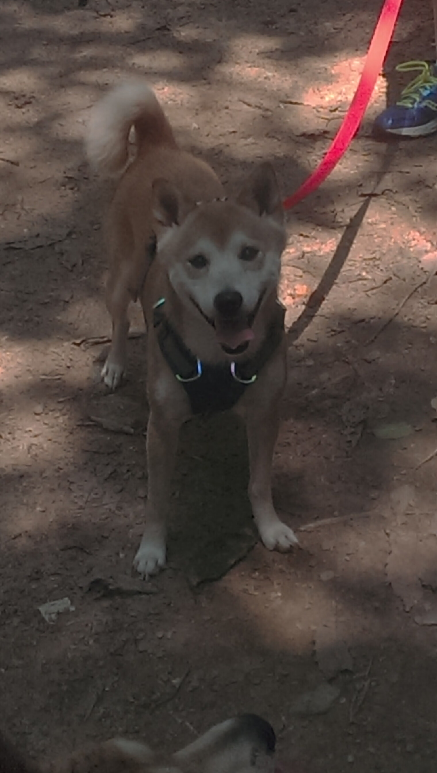 七六人调整战术体系恩比德表现更为高效，恩比德37分76人不敌开拓者