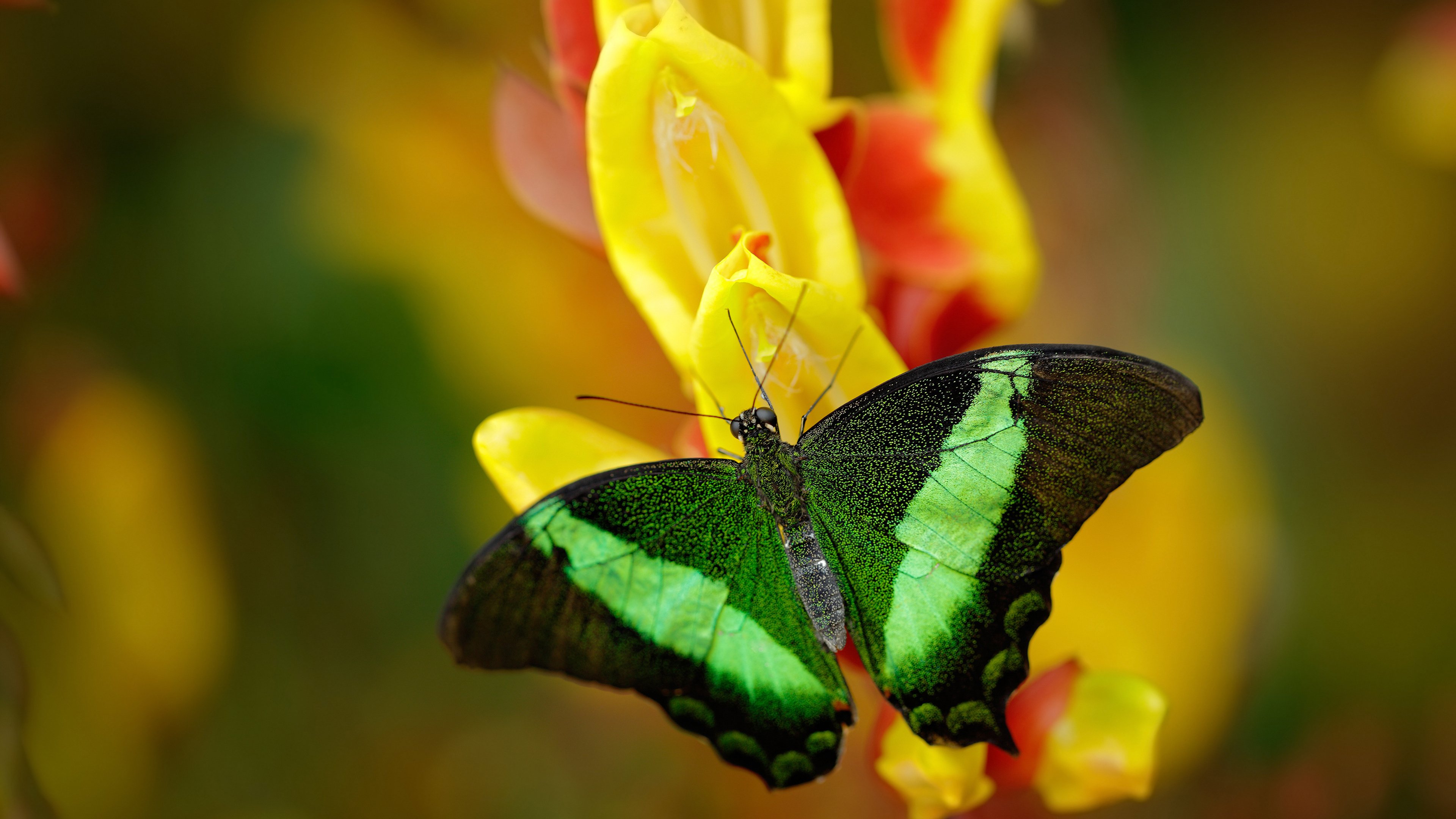 乌拉圭男篮在南美锦标赛中不断突破,体育运动蒸蒸日上,乌拉圭篮球赛