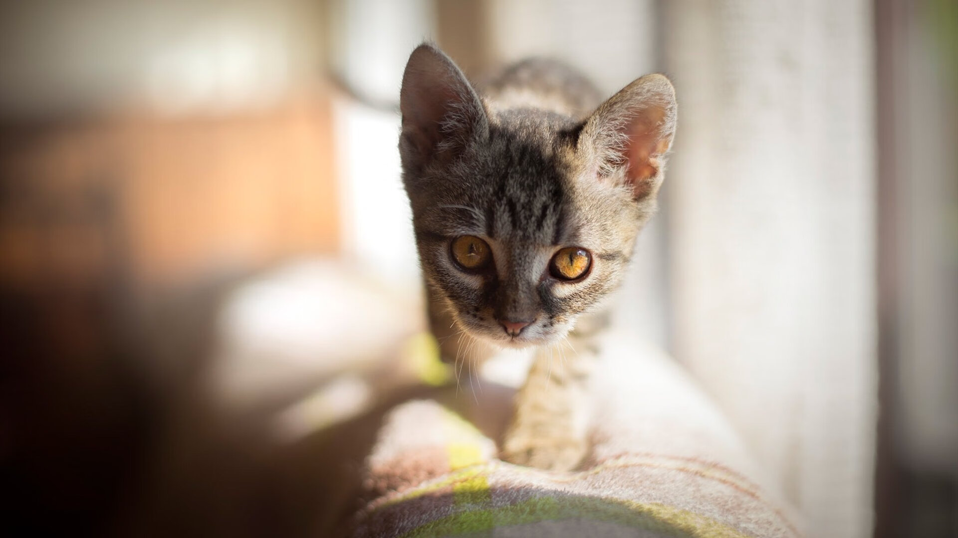 开云官方网站-南非羚羊队：进攻的精准传递与防守的全面覆盖让对手难以突破，南非羚羊角