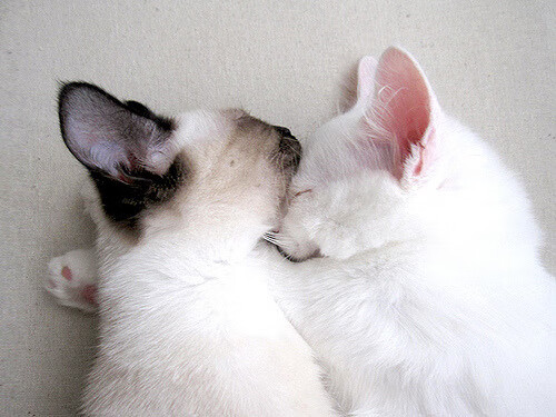 巴特尔精准的防守拦截，成为袋鼠队成功的关键，篮球 巴特尔