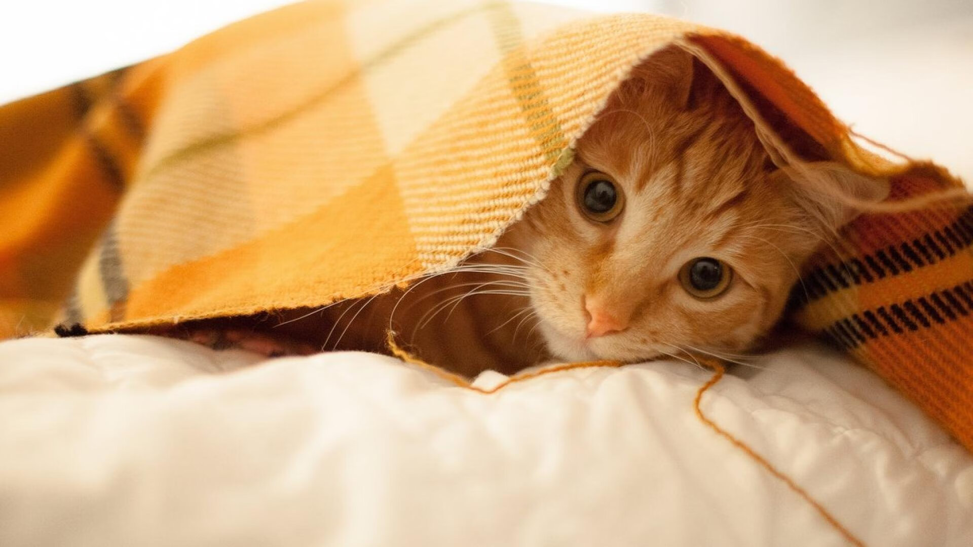 赞比亚男篮在非洲预赛中拼搏不止，体育水平不断提升，赞比亚小组赛